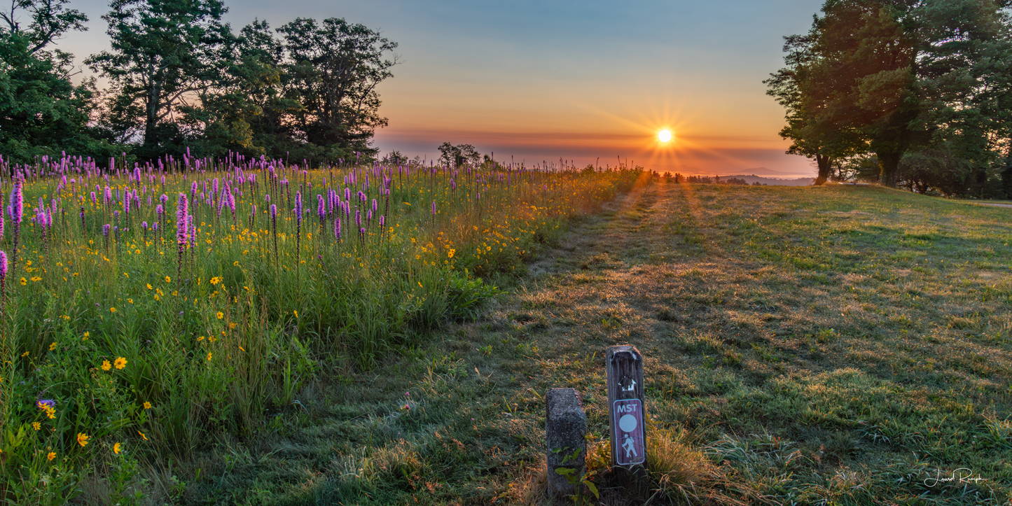 A scenic landscape photograph of a wildflower meadow at sunrise, with a grassy path leading toward the horizon where the sun is rising. Purple and yellow wildflowers line the left side, and trees frame the scene on both sides. 1x2 crop