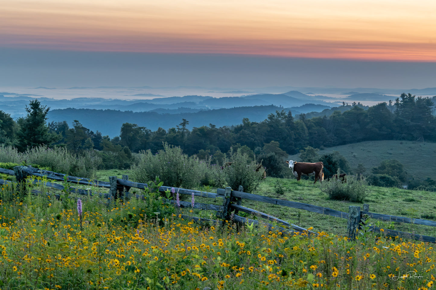 Blue Ridge Graze - Blue Ridge Parkway, NC - Prints