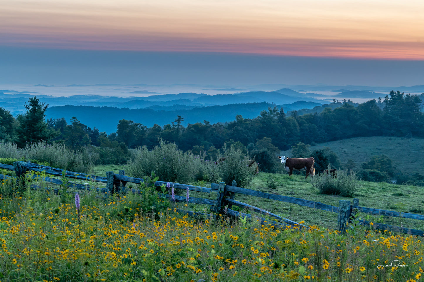 Blue Ridge Graze - Blue Ridge Parkway, NC - Prints