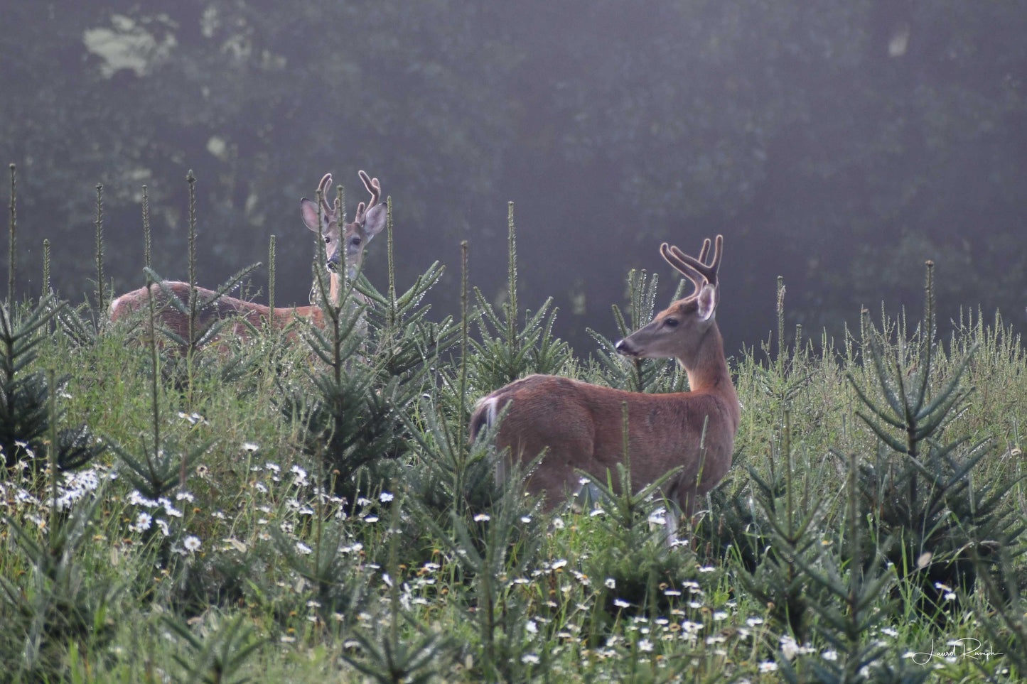 Bucks in Bloom - Fleetwood, NC - Prints
