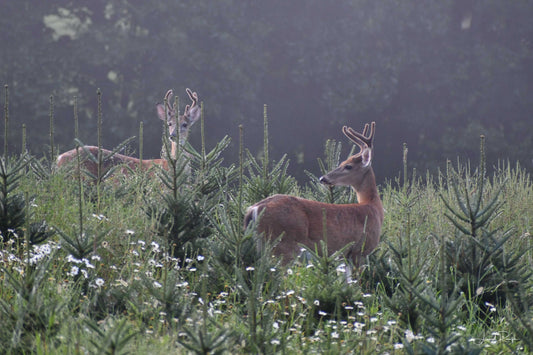 Bucks in Bloom - Fleetwood, NC - Prints