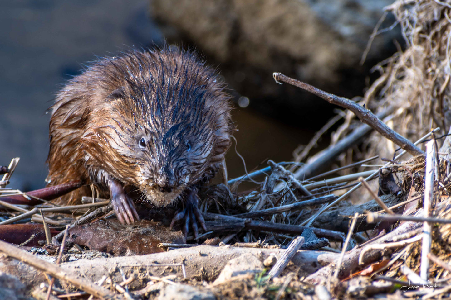 Muskrat with creepy little hands coming out of the water at New River State Park in Ashe County, North Carolina.