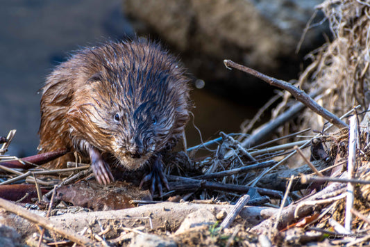 Muskrat with creepy little hands coming out of the water at New River State Park in Ashe County, North Carolina.