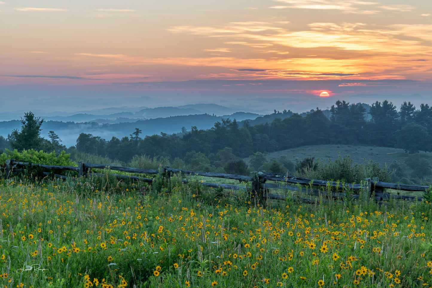 Doughton Gold - Blue Ridge Parkway, NC - Prints