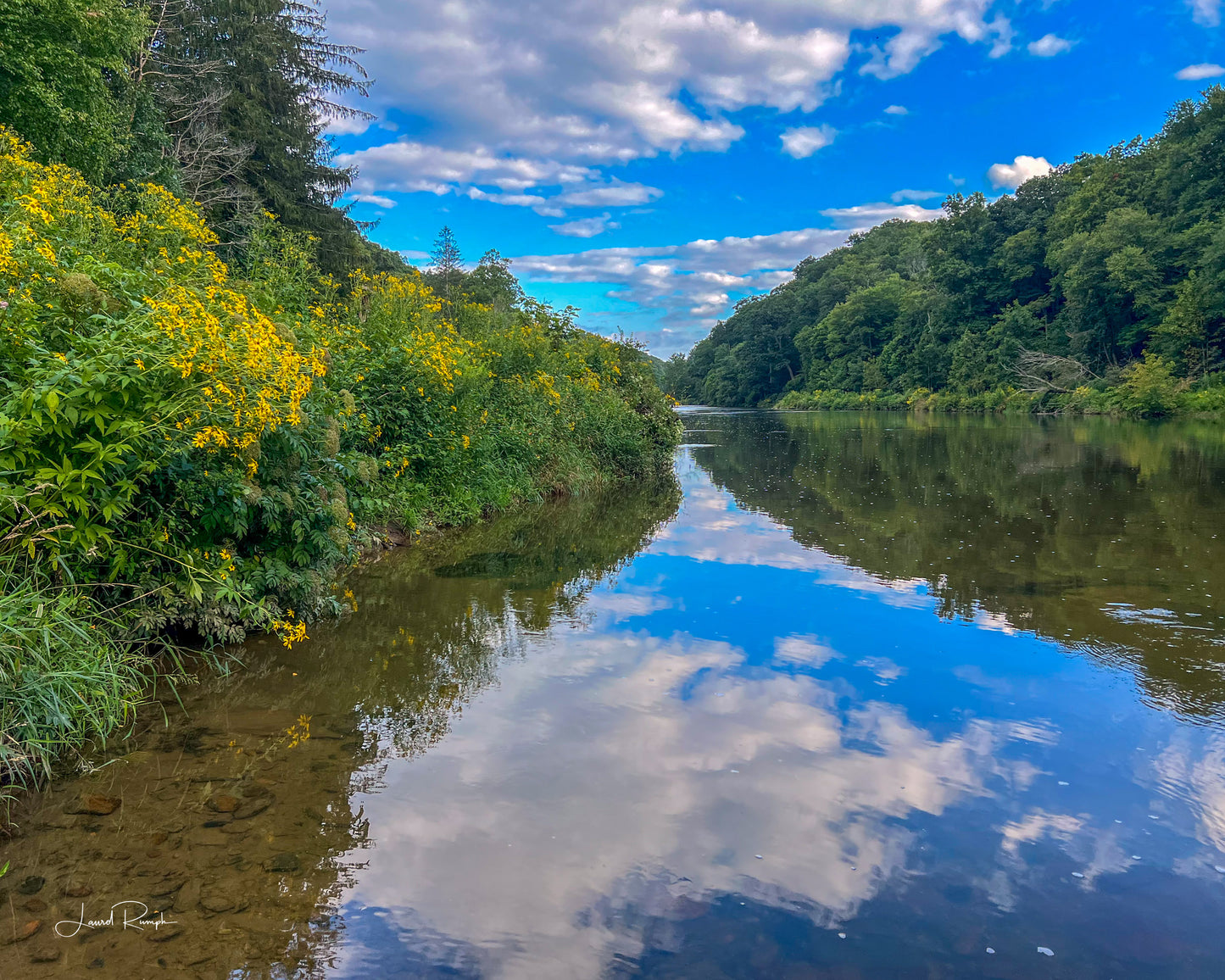 View of the New River from a rock outcropping at Elk Shoals (part of New River State Park) near sunset with stunning reflecting skies and wildflowers, Ashe County, North Carolina. 4x5 crop