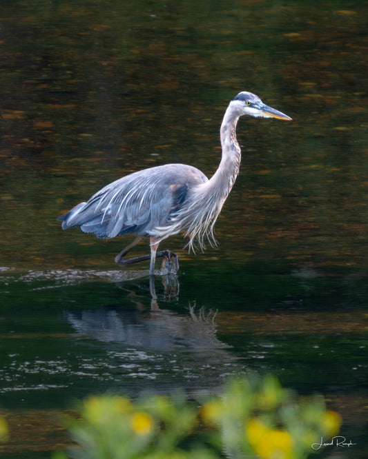 Feathered Grace - Ashe County, NC - Prints