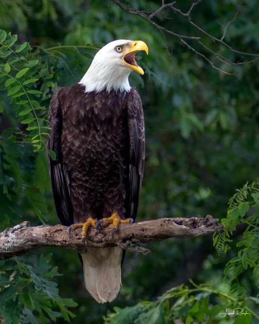 Bald eagle perched on a branch screaming at something with a blurred green foliage background at Sharpe's Falls in Warrensville, North Carolina.