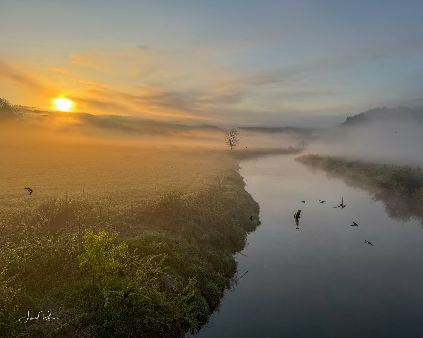 Sunrise over a misty pasture along the New River with Birds mid flight, shot from twin bridges on 221 in Ashe County, North Carolina. 4x5 crop