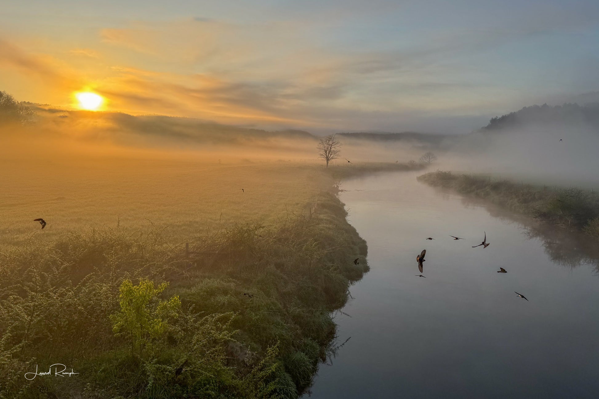 Sunrise over a misty pasture along the New River with Birds mid flight, shot from twin bridges on 221 in Ashe County, North Carolina. 2x3 crop