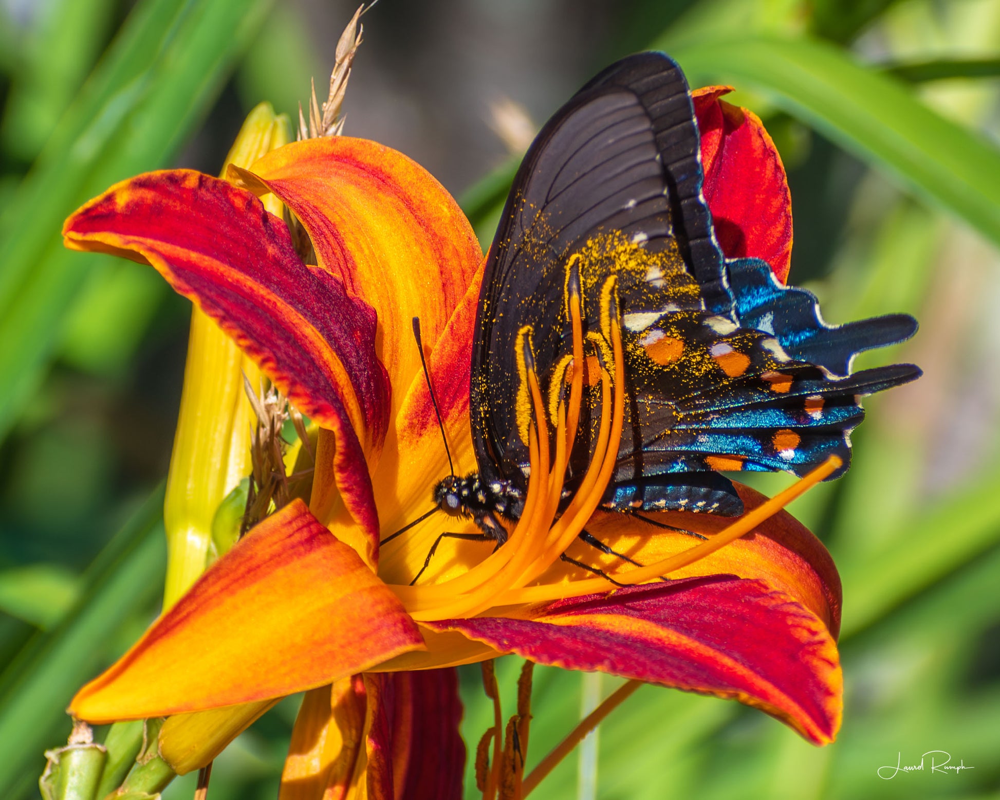 A vibrant blue, black and orange butterfly feeding on a day lily with pollen rubbing off on the butterflies wings in Warrensville (Ashe County), North Carolina.