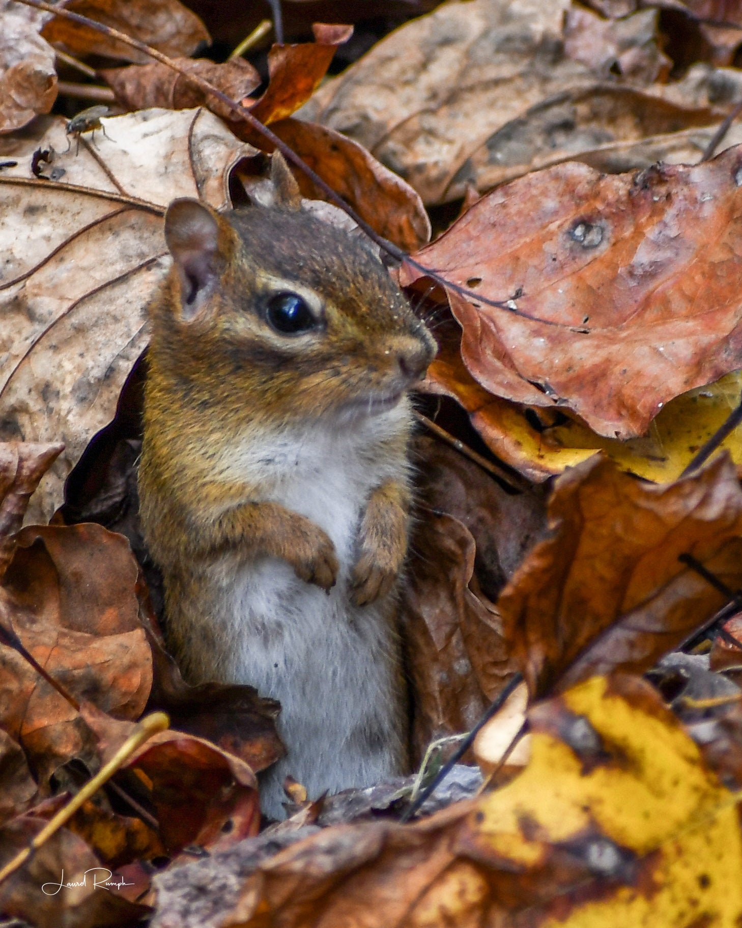 Chipmunk peeking out from autumn leaves in Ashe County, North Carolina.