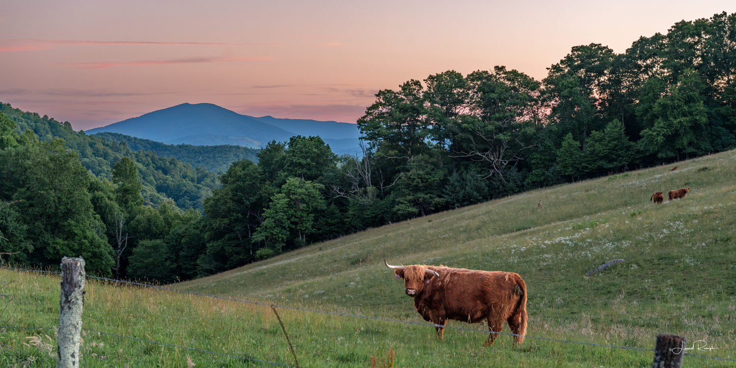 A scottish highland cow stands in a grassy hillside field at sunset, with trees, mountains, and a pink-orange sky in the background.