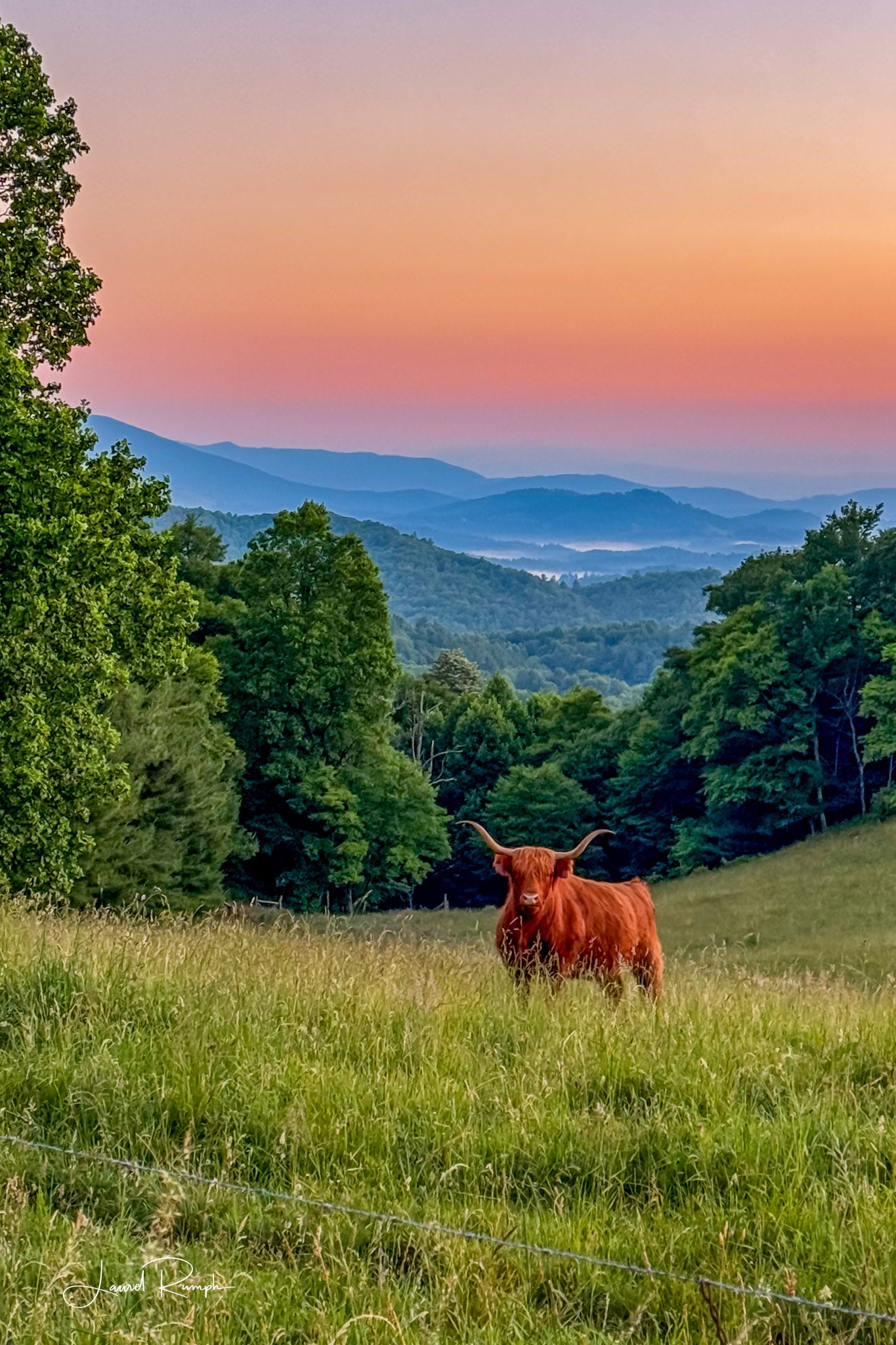 Scottish Highland Cow at sunrise staring at the camera in a pasture off the Blue Ridge Parkway with iconic blue ridge mountains in the background, in Ashe county, North Carolina.  2x3 crop