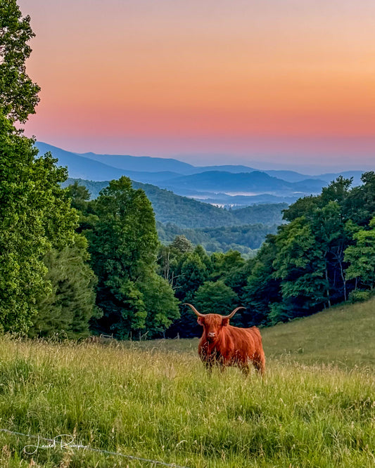 Scottish Highland Cow at sunrise staring at the camera in a pasture off the Blue Ridge Parkway with iconic blue ridge mountains in the background, in Ashe county, North Carolina.  4x5 crop