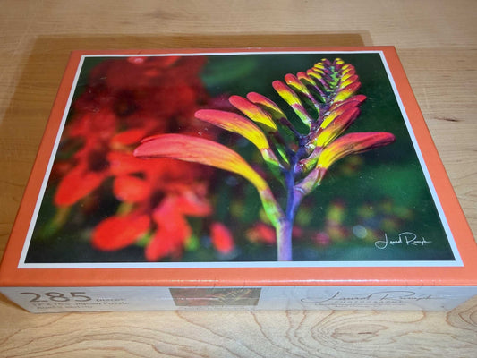 Crocosmia (Lucifer's tongue) flower puzzle in ashe county, north carolina.