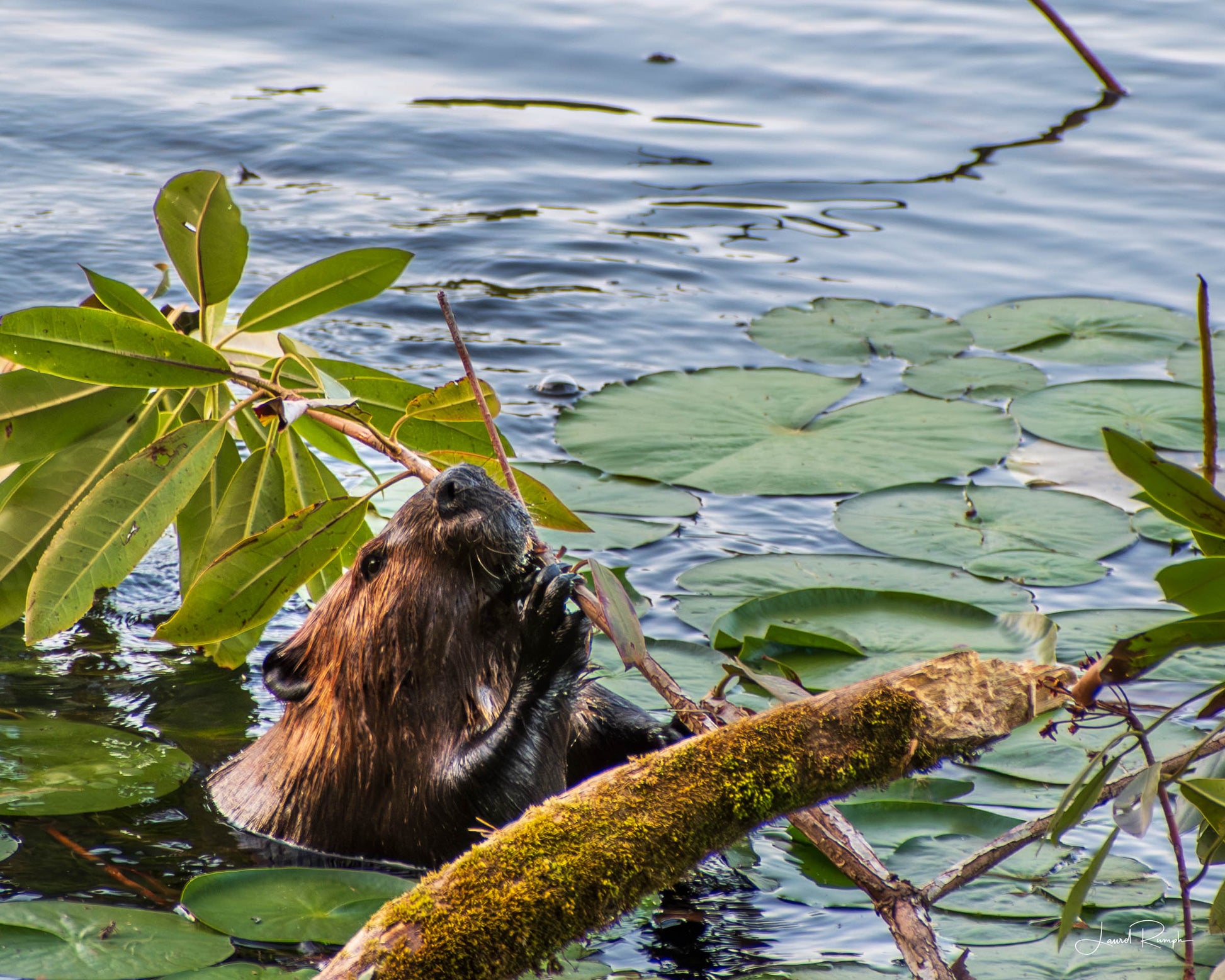 Beaver busy chewing on a branch in water at Bass Lake in Blowing Rock, North Carolina.