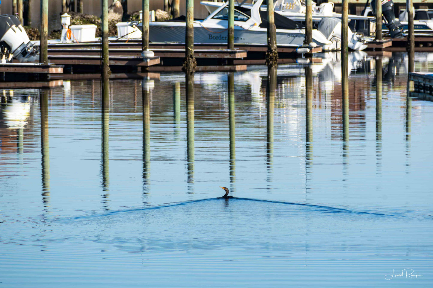 Cormorant cutting through the water at Snow’s Cut Marina in Carolina Beach, North Carolina with a wide wake trailing behind.