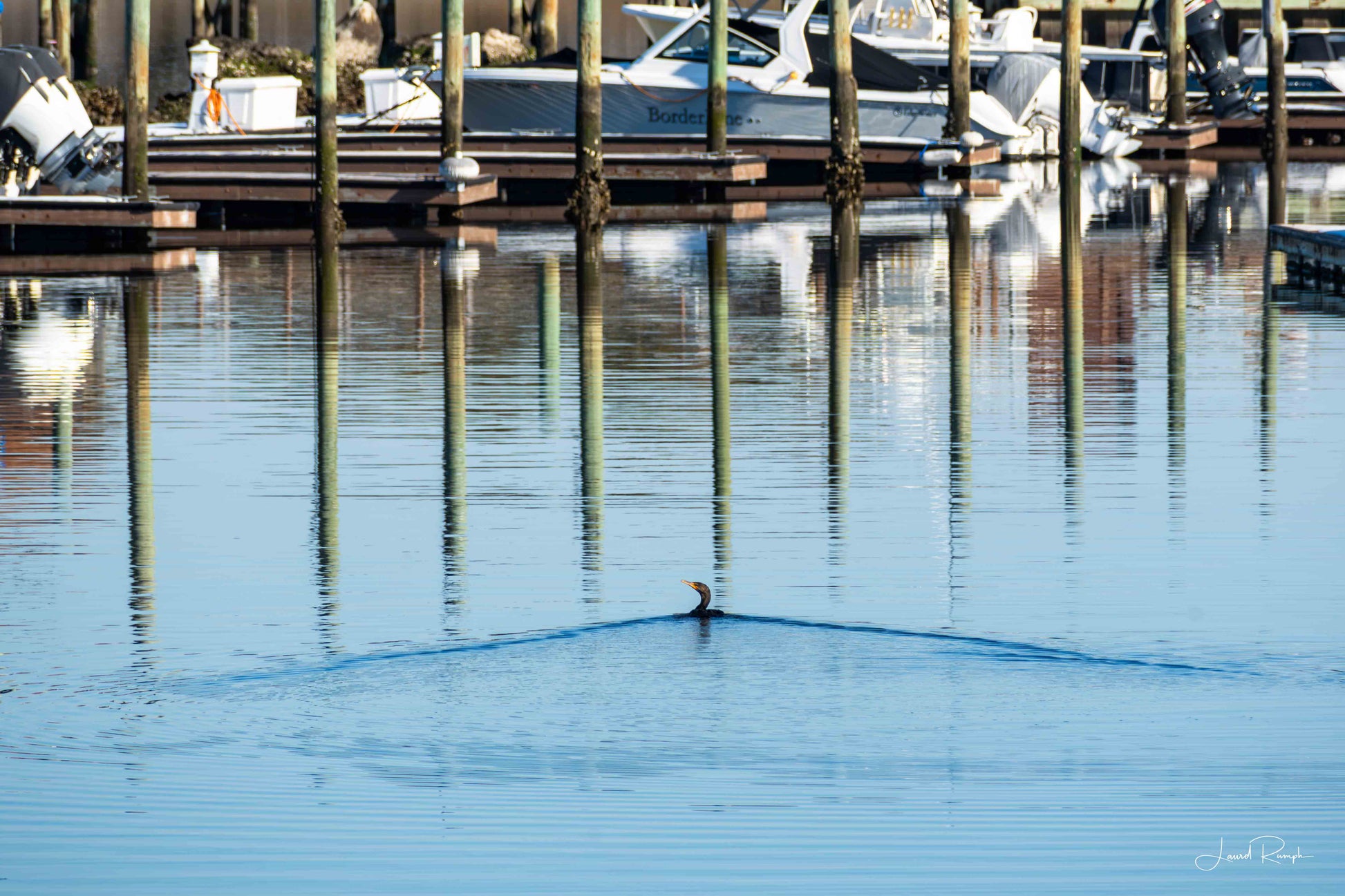 Cormorant cutting through the water at Snow’s Cut Marina in Carolina Beach, North Carolina with a wide wake trailing behind.
