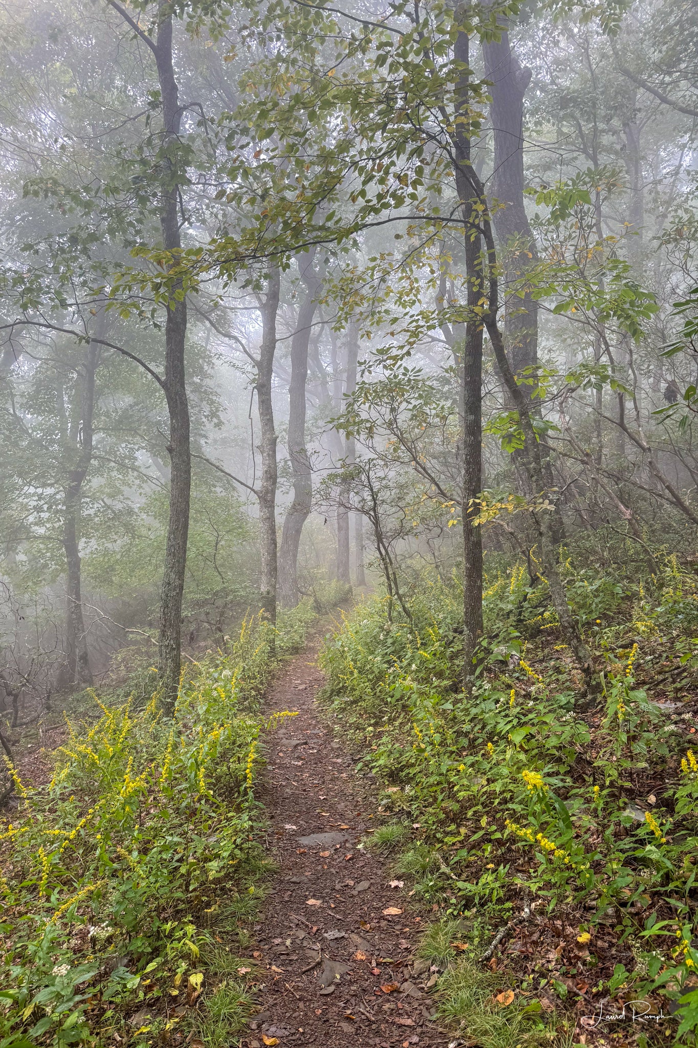 View from the Lost Province Trail on Mt. Jefferson State Park in North Carolina with mist in the air and late summer wildflowers in bloom. 2x3 crop