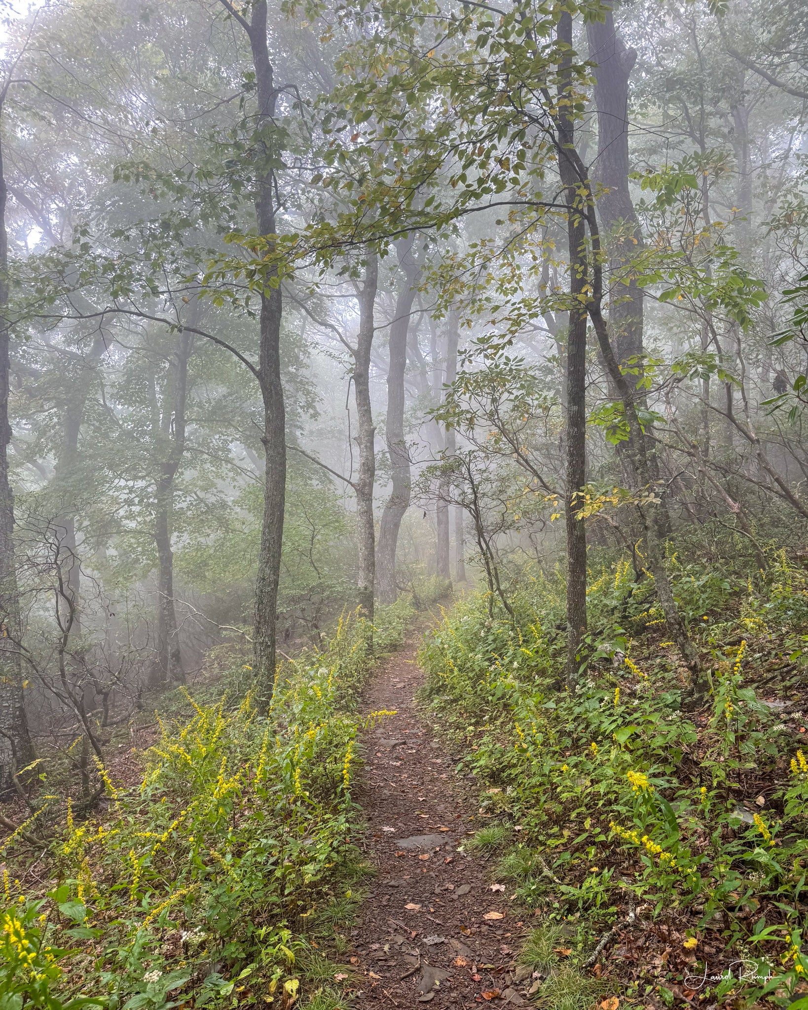 View from the Lost Province Trail on Mt. Jefferson State Park in North Carolina with mist in the air and late summer wildflowers in bloom. 4x5 crop