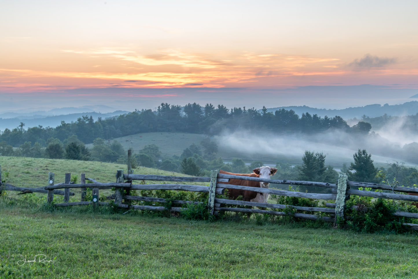 A scenic landscape photograph of a misty mountain valley at sunrise or sunset, with rolling green hills, a wooden fence, and a cow standing behind it. The sky is filled with soft orange, pink, and blue tones. 2x3 crop.