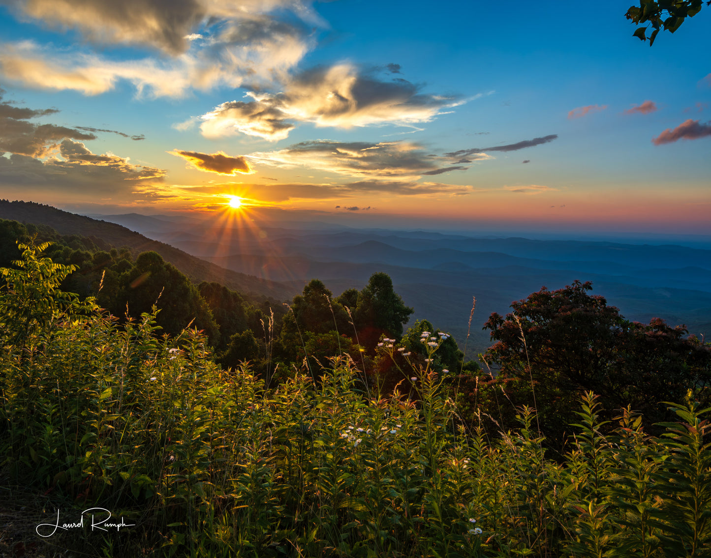 Sunrise from the Blue Ridge Parkway in Ashe County, North carolina, at the Lump Overlook and wildflowers in the foreground. 4x5 crop