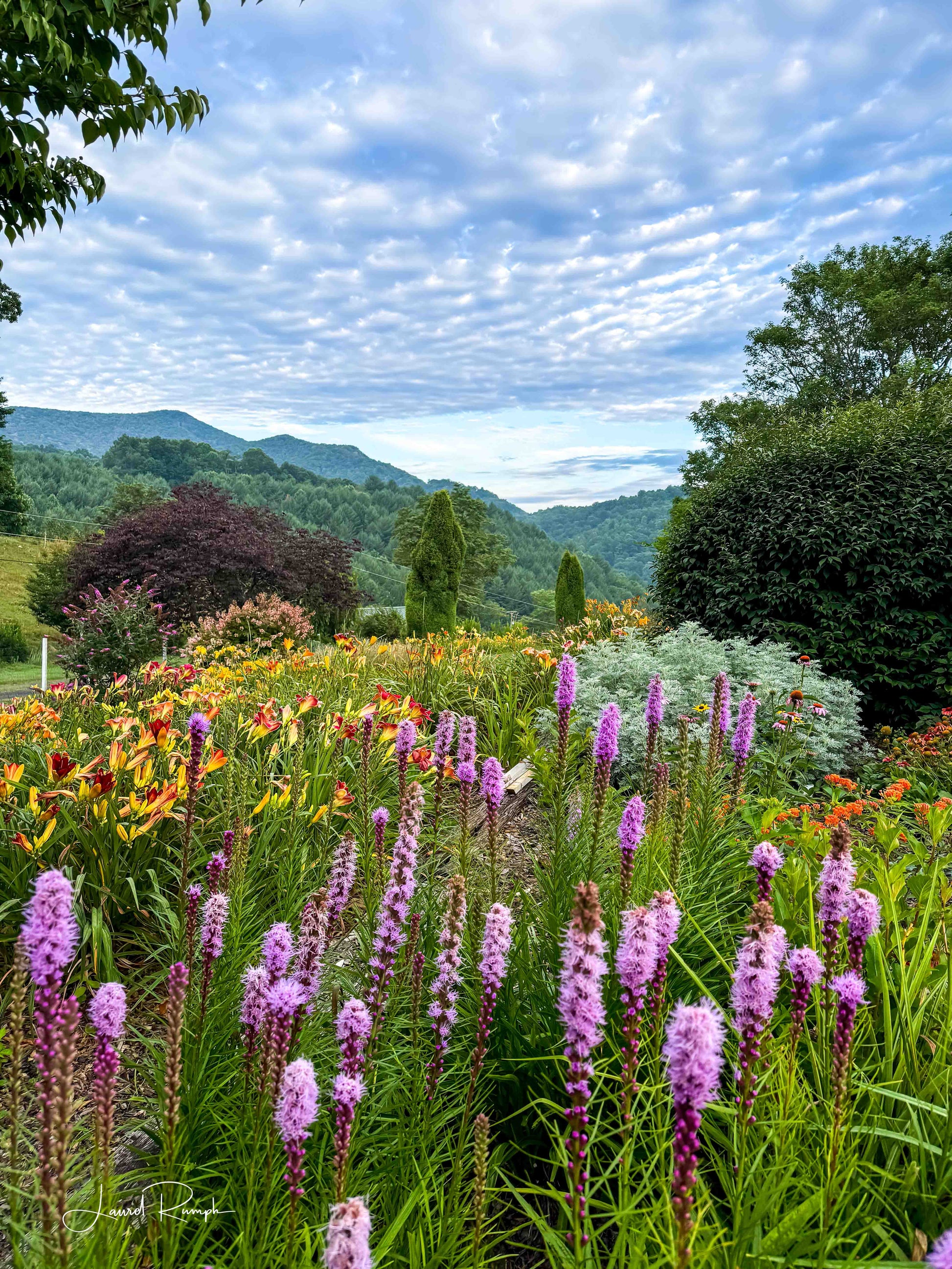 Garden with purple flowers and a scenic view of mountains under a blue sky, Ashe County, North Carolina.