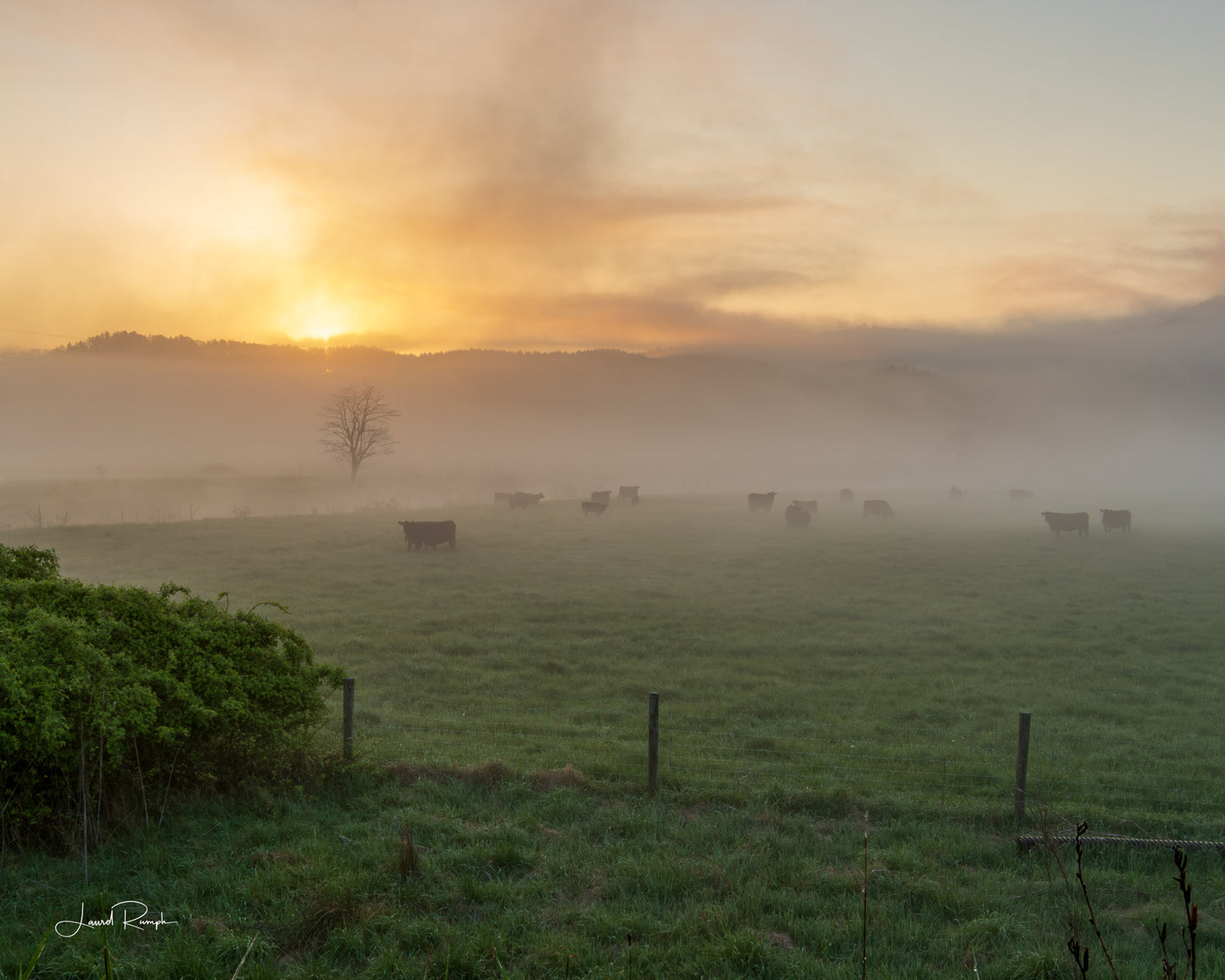 Sunrise over a misty pasture full of cows along the New River at Twin Bridges in Ashe County, North Carolina. 4x5 crop