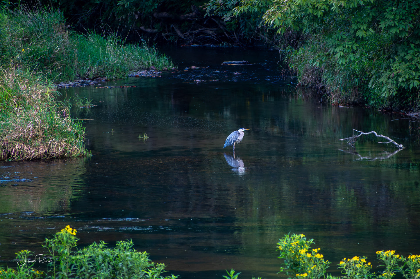 Great Blue Heron in the middle of the New River with wildflowers in the foreground.  2x3 crop