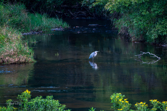 Great Blue Heron in the middle of the New River with wildflowers in the foreground.  2x3 crop