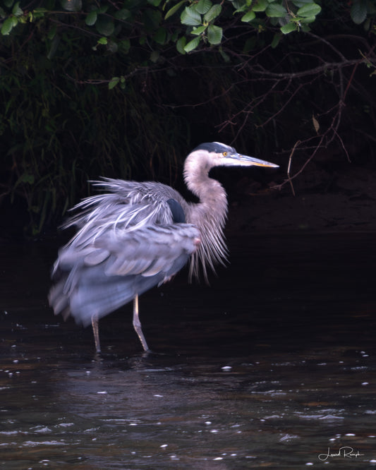 Shake it Off! - Ashe County, NC - Prints