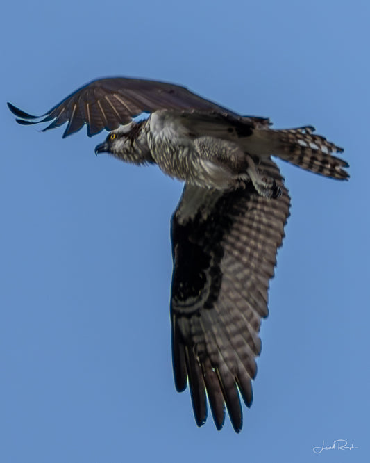 Sky Fisher- Ashe County, NC - Prints