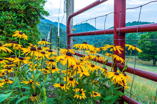 A bunch of black-eyed susans (yellow) blooming next to a red fence with a view of the mountain peaks in the background in Warrensville (Ashe County), North Carolina..