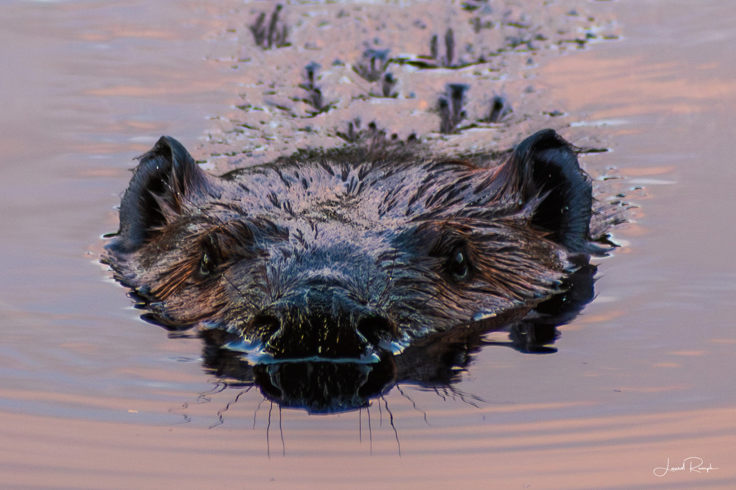 Beaver partially submerged in water with a blurred natural background at sunrise (blue hour) in Bass Lake along the Blue Ridge Parkway in Blowing Rock, North Carolina.