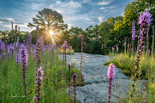 Sunrise over a field of purple flowers (Liatris) with a rocky path and trees in the background, from Doughton Park on the Blue Ridge Parkway, North Carolina.