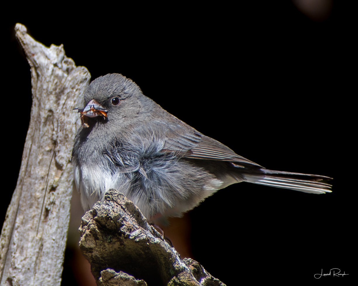 Dark Eyed Junco perched on a branch against a dark background with an insect in its mouth, in Fleetwood (Ashe County) North Carolina.