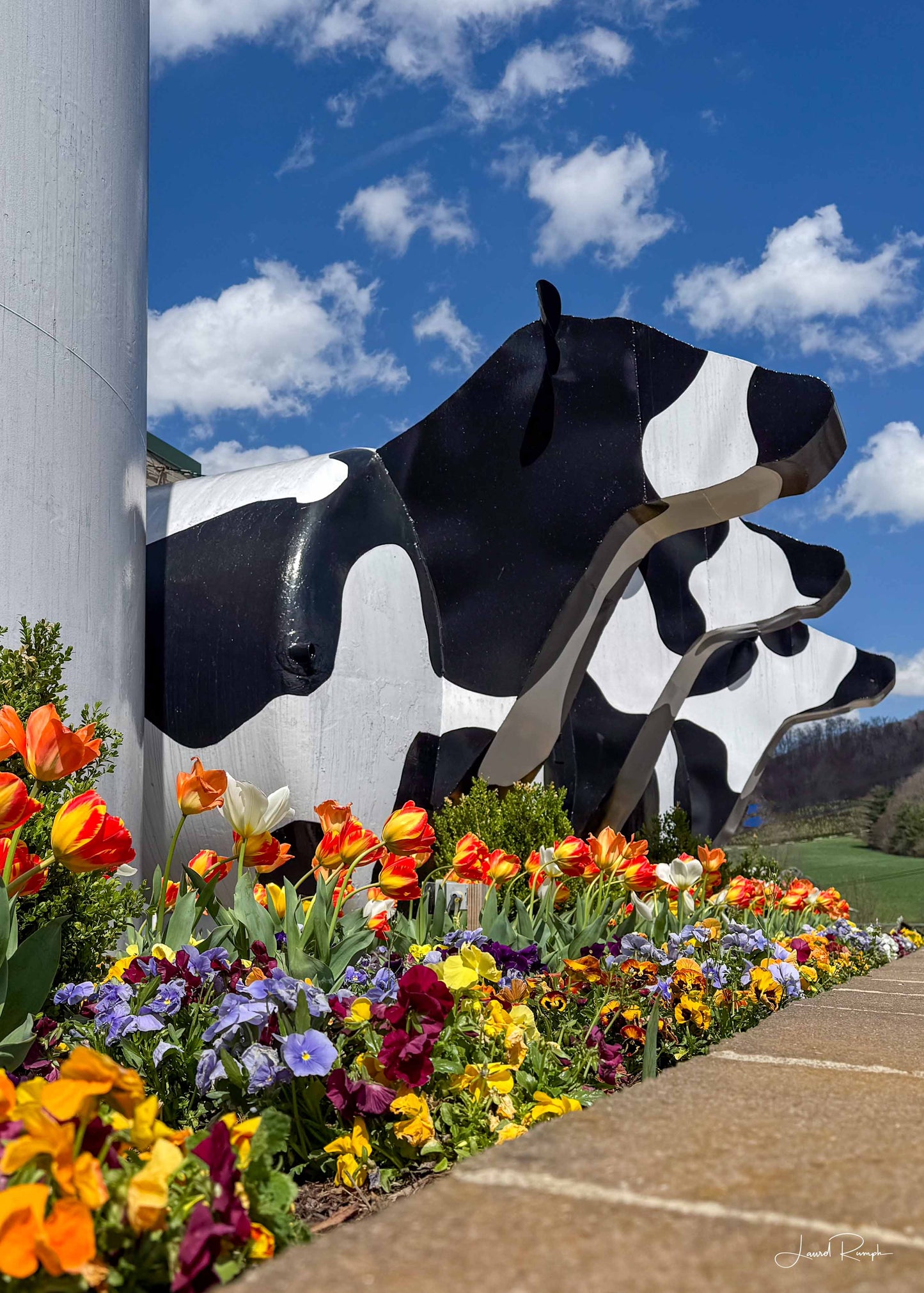 Profile view of famous Ashe County Cheese cows on a sunny day in West Jefferson, North Carolina with gorgeous spring flowers lining the wall.