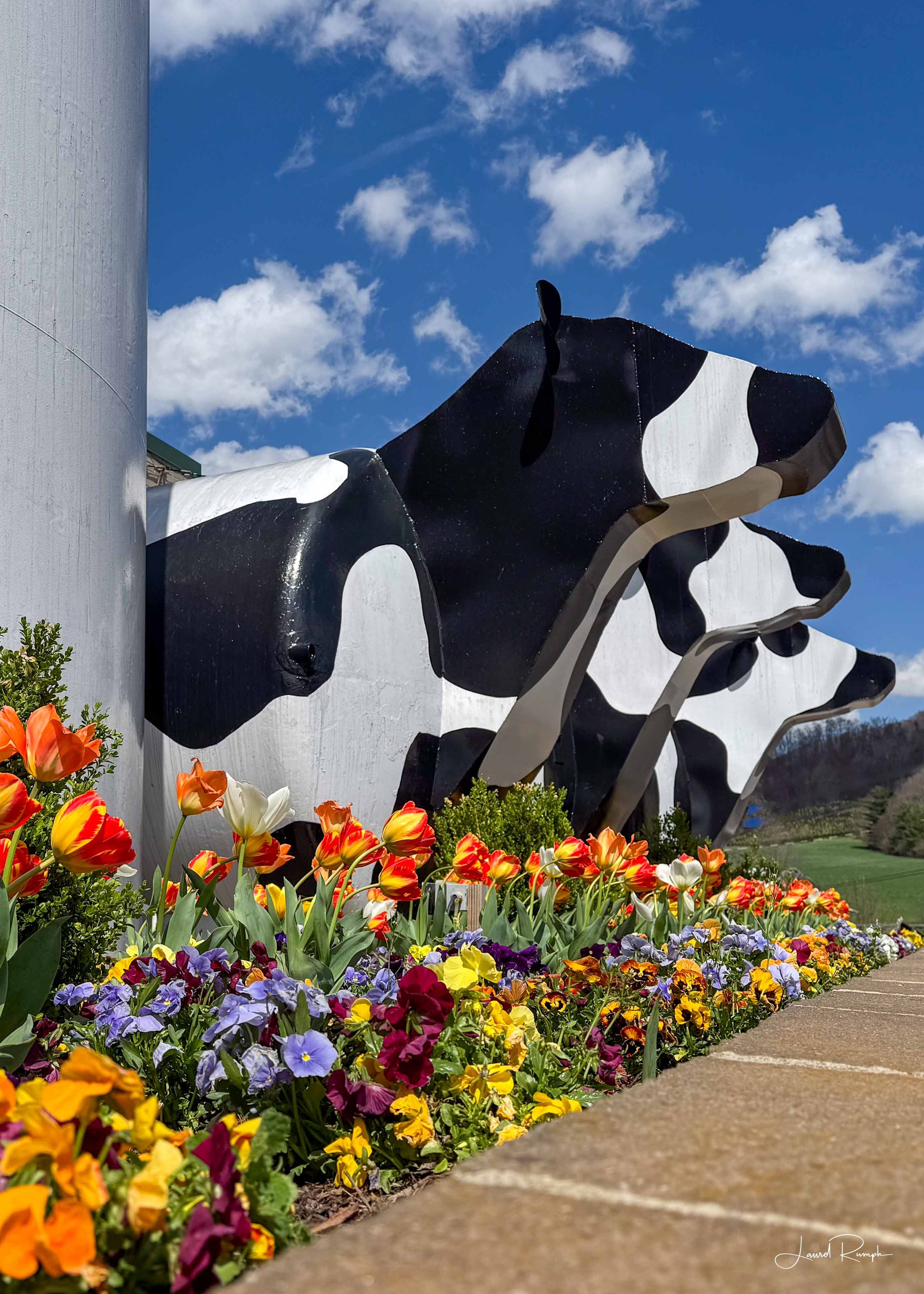 Profile view of famous Ashe County Cheese cows on a sunny day in West Jefferson, North Carolina with gorgeous spring flowers lining the wall.