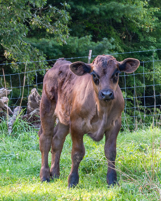 Brown calf standing in a grassy field in Lansing, North Carolina with a wire fence and trees in the background