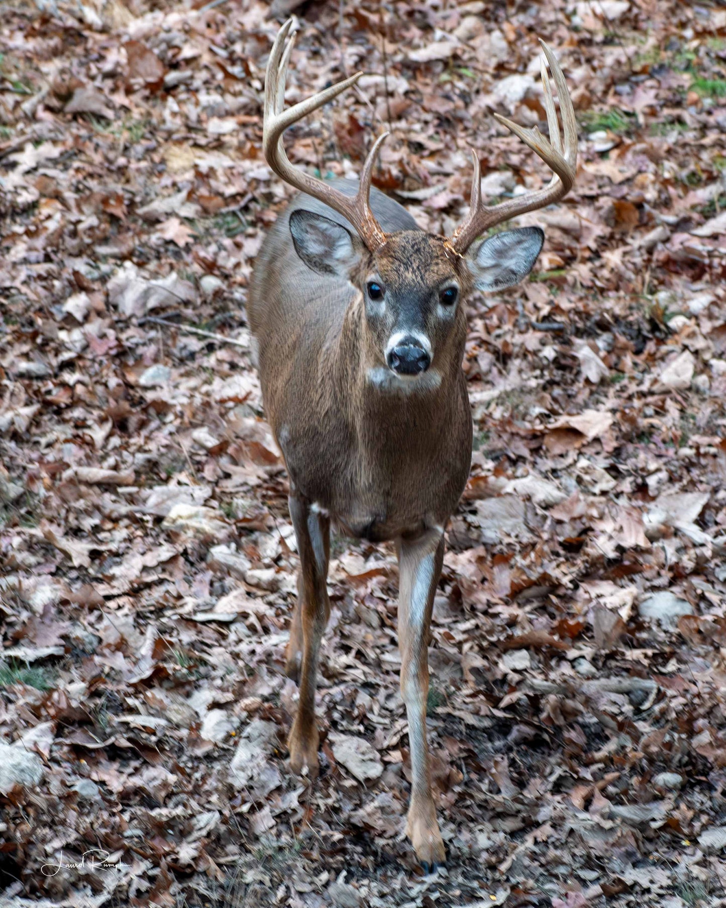 Buck with antlers standing on a ground covered with fallen leaves staring up at the camera in Fleetwood (Ashe County), North Carolina.