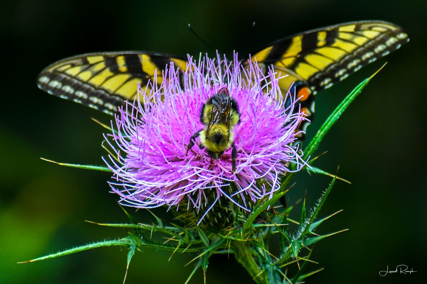 Eastern Tiger Swallowtail and a bumble bee dine together on a vibrant purple thistle in Ashe County, North Carolina.
