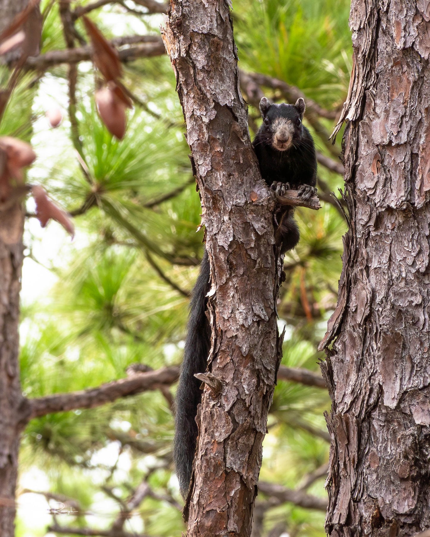 Black fox squirrel on a branch at Carolina Beach State Park in North Carolina, its long tail draped beneath as it looks toward the viewer.