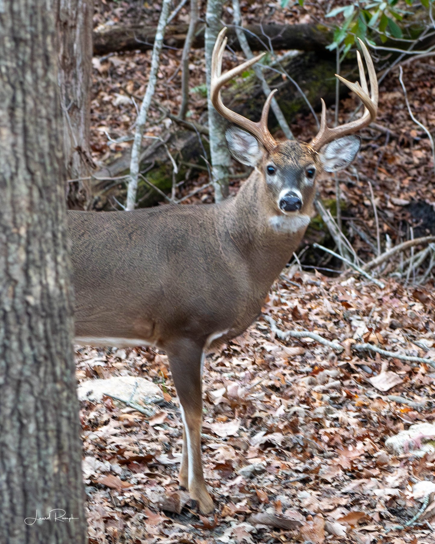 Large buck with 8-10 point antlers peering from behind a tree in Ashe County, North Carolina.