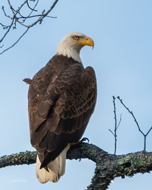 Bald eagle perched on a branch against a clear blue sky looking back towards camera, in Creston (Ashe County), North Carolina.