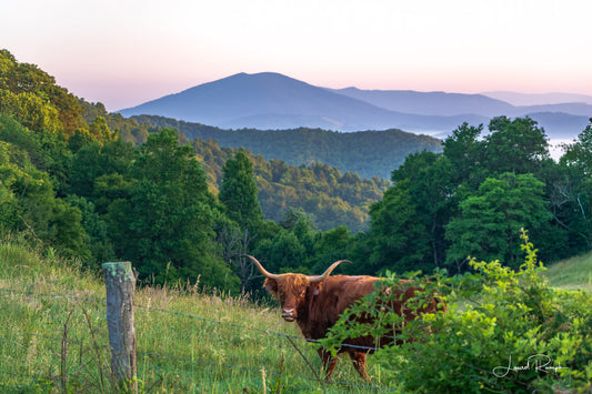 Scottish Highland cow with large horns standing in a grassy field with blue ridge mountains in the background, from the Blue Ridge Parkway in Ashe County, North Carolina. 2x3 crop