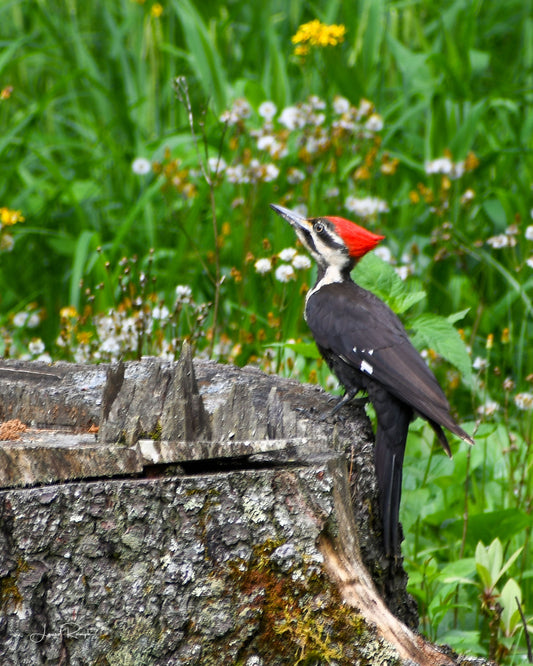 Pileated Woodpecker perched on a tree stump with a natural green background in Fleetwood, North Carolina.