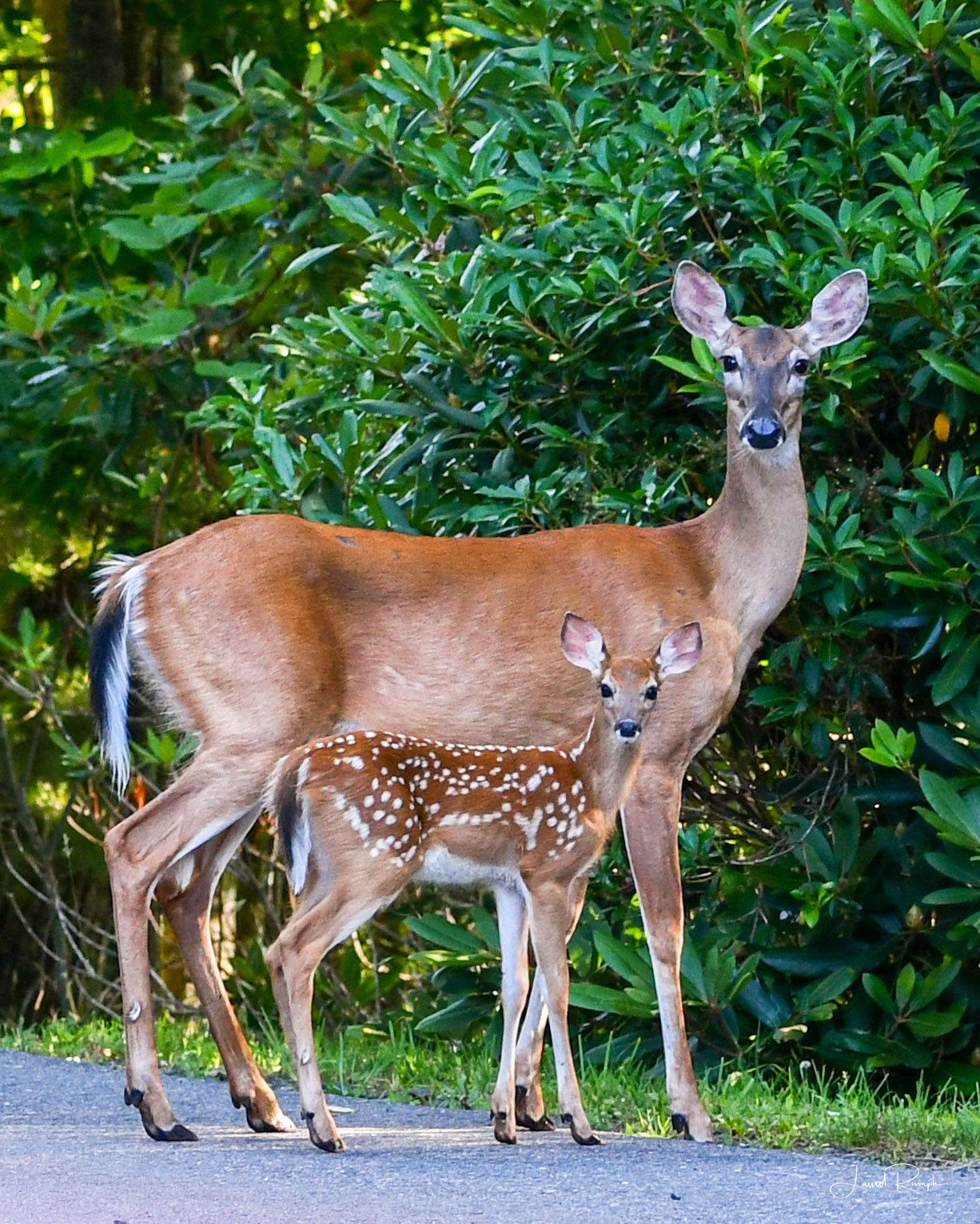 Deer and fawn standing on a road with green foliage in the background in Fleetwood (Ashe County), North Carolina.