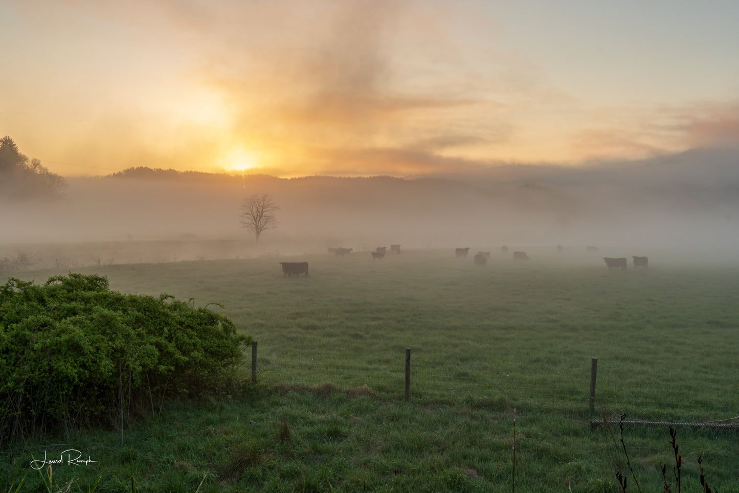 Sunrise over a misty pasture full of cows along the New River at Twin Bridges in Ashe County, North Carolina. 2x3 crop