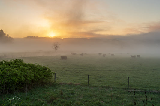 Sunrise over a misty pasture full of cows along the New River at Twin Bridges in Ashe County, North Carolina. 2x3 crop