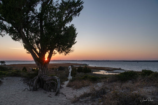 Sunset at Battery Buchanan (Fort Fisher) in North Carolina overlooking the Cape Fear River, with a sandy trail and a tree with exposed roots in the foreground.